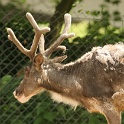 Zoo de Bale - 138